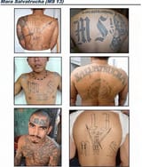 ms13