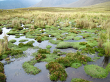 bog