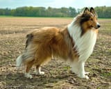 lassie-1