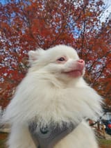 my-big-man-coco-hes-albino-and-i-make-him-wear-sunglasses-v0-0fs606adnso81
