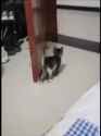 kot VICIOUS sneak attack_thumb.jpg