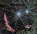 doge