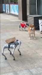 shiba horror_thumb.jpg