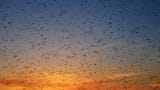 mosquito-swarm