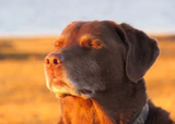 Good Dog All Along
