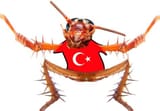 roach2