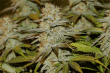 Seedsman_-_Peyote_Wi-Fi