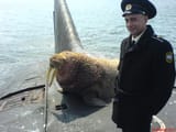 russky walrus