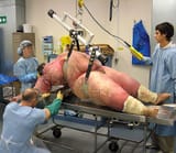 locomotion of the homo americanus