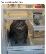 fat fridge cat