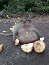fat monkey goes to fat camp