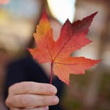 maple-leaf-extract-study-social