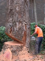 Tree-Cutting-Central-Coast
