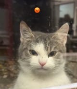 7164328672543792