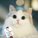 cat-iotabb1