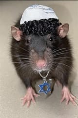 kike rat