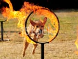 13491788-dog-jumping-through-a-hoop-of-fire-1238938915
