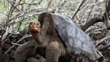 Lonesome George