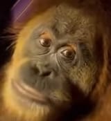 Orang