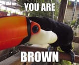 racism toucan