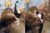 cat