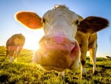 5-Fun-Facts-About-Cows-Debunking-Common-Myths-300x228