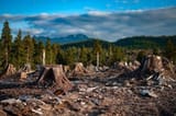 logging