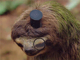 SLOTH_SWINE