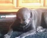 Dog face