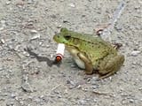 IMG_5528