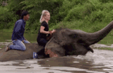 tar-the-amazing-race