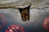 bat-and-virus