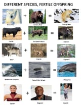 diff species fertile offspring