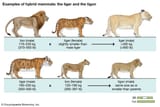 liger