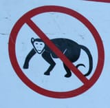 # no monkeys sign