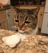 Sad milk cat