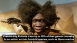 19% erectus