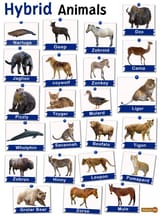 Hybrid-Animals