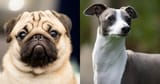 pug-Italian-greyhound-mix-768x402