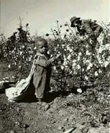picking cotton negros