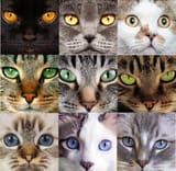 cat-eye-colours