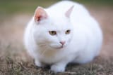 a-white-cat-standing-outdoors
