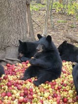 happy burrs