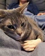 Cat-Hands-1-3801783650