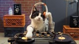 DJKOT5