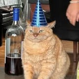 TIMETOPARTYKOT04