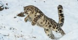 snow-leopard-6-1024x535