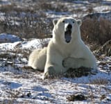 Polar-Bear_Martin-Prentice