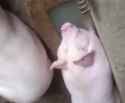 piggly_upsidedown_thumb.jpg