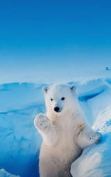 bear 4